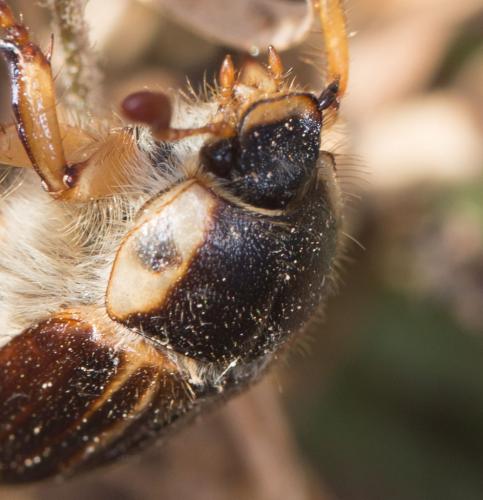 Amphimallon pygiale